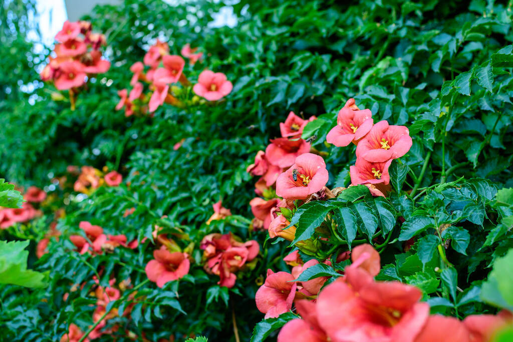 trombitafolyondar-campsis-radicans