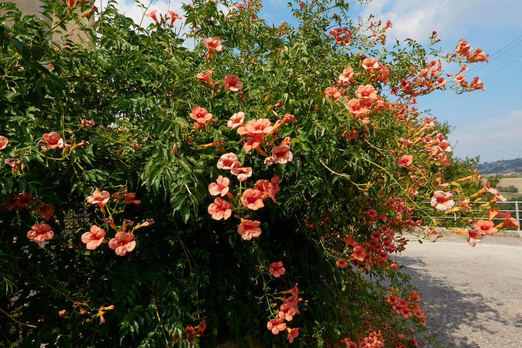 trombitafolyondar-campsis-radicans