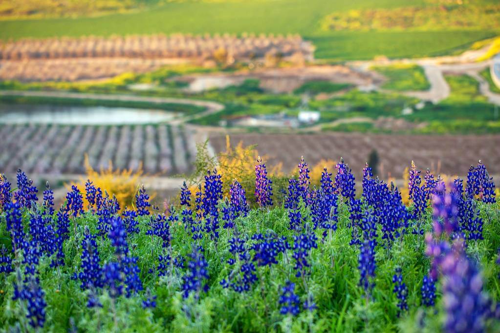 csillagfurt-lupinus