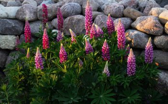 csillagfurt-lupinus