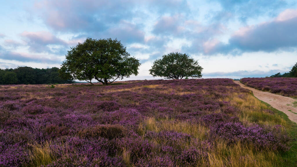 csarab-calluna-vulgaris