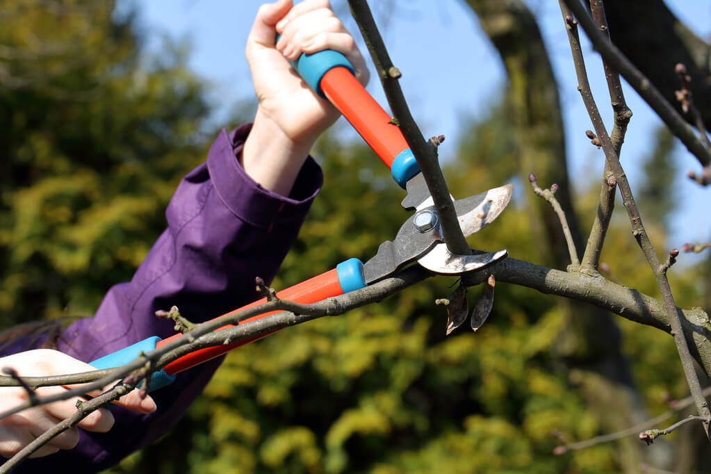 mikor-kell-metszeni-a-gyumolcsfakat mikor-kell-metszeni-a-gyumolcsfakat