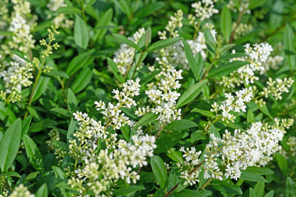 fagyal-ligustrum-vulgare fagyal-ligustrum-vulgare