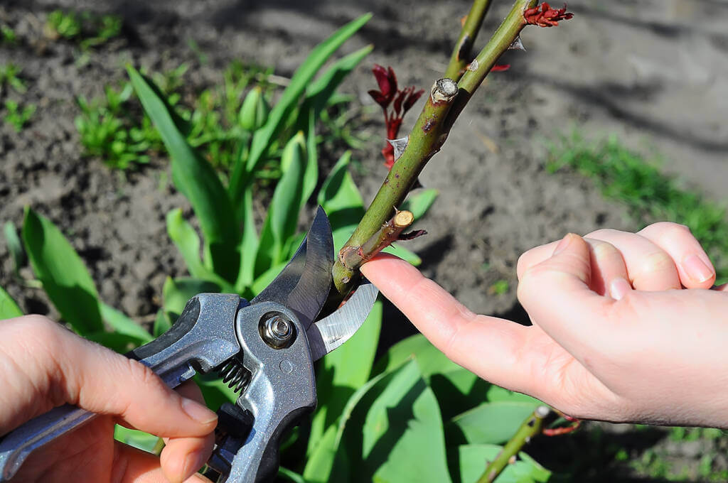 rozsa-tavaszi-metszese rozsa-tavaszi-metszese