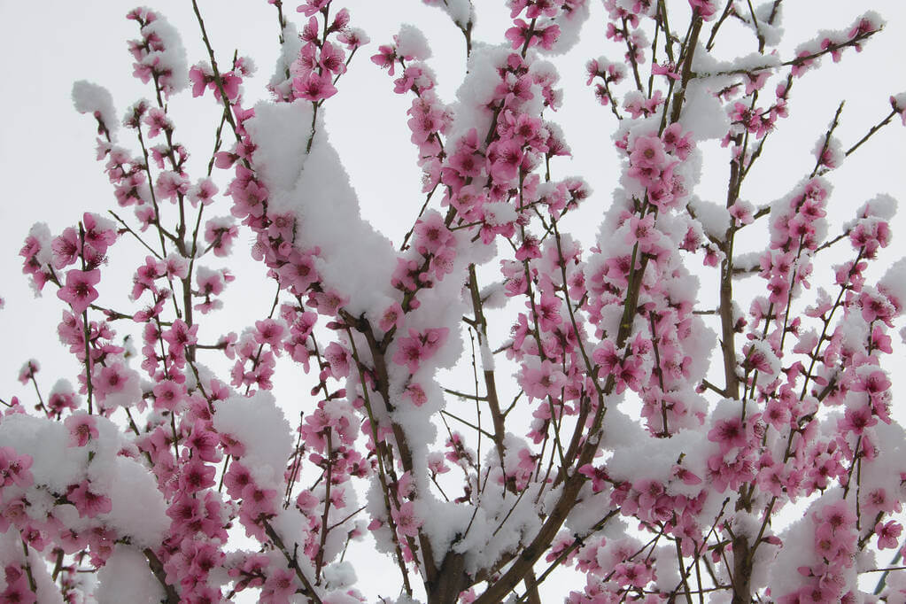 mikor-jonnek-a-fagyosszentek mikor-jonnek-a-fagyosszentek