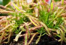 Harmatfű (Drosera) ültetése és gondozása