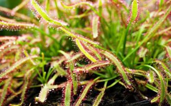harmatfu-drosera