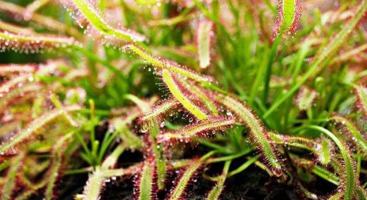 harmatfu-drosera