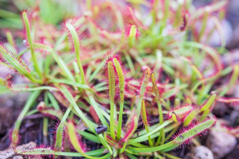 harmatfu-drosera