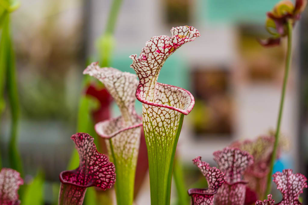 kurtvirag-sarracenia