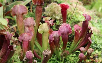 kurtvirag-sarracenia