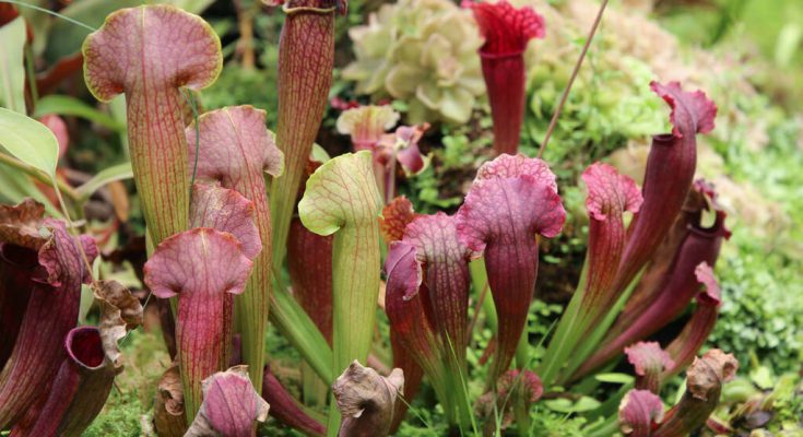 kurtvirag-sarracenia