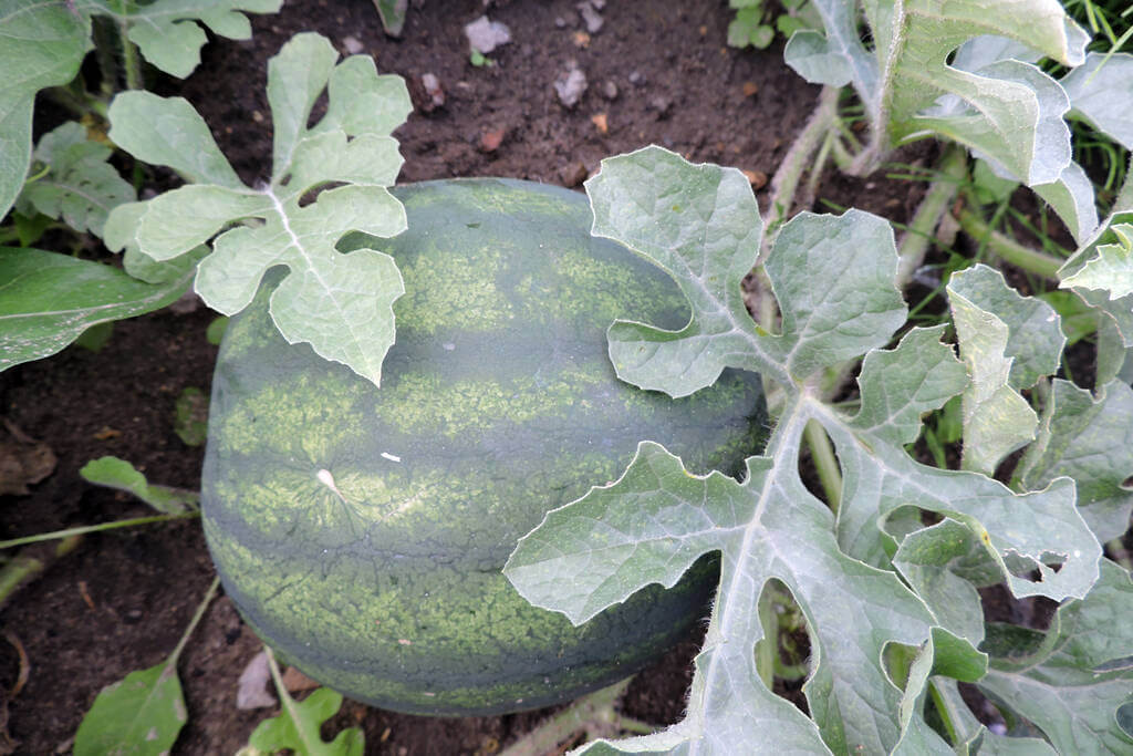 gorogdinnye-citrullus-lanatus gorogdinnye-citrullus-lanatus