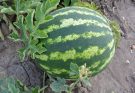 Görögdinnye (Citrullus lanatus) ültetése és gondozása