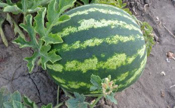 gorogdinnye-citrullus-lanatus