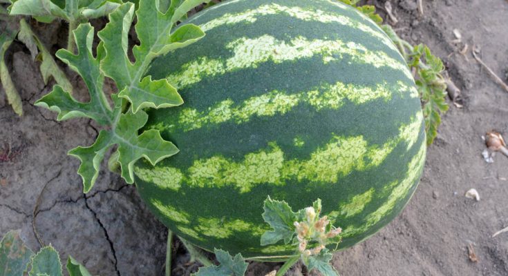 gorogdinnye-citrullus-lanatus