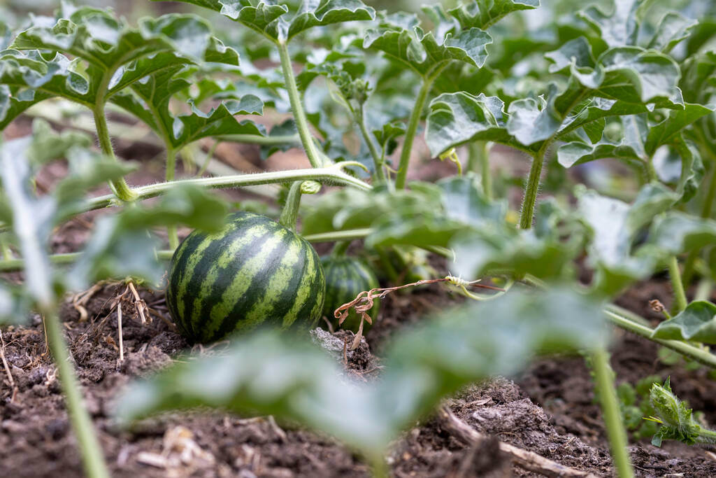 gorogdinnye-citrullus-lanatus gorogdinnye-citrullus-lanatus